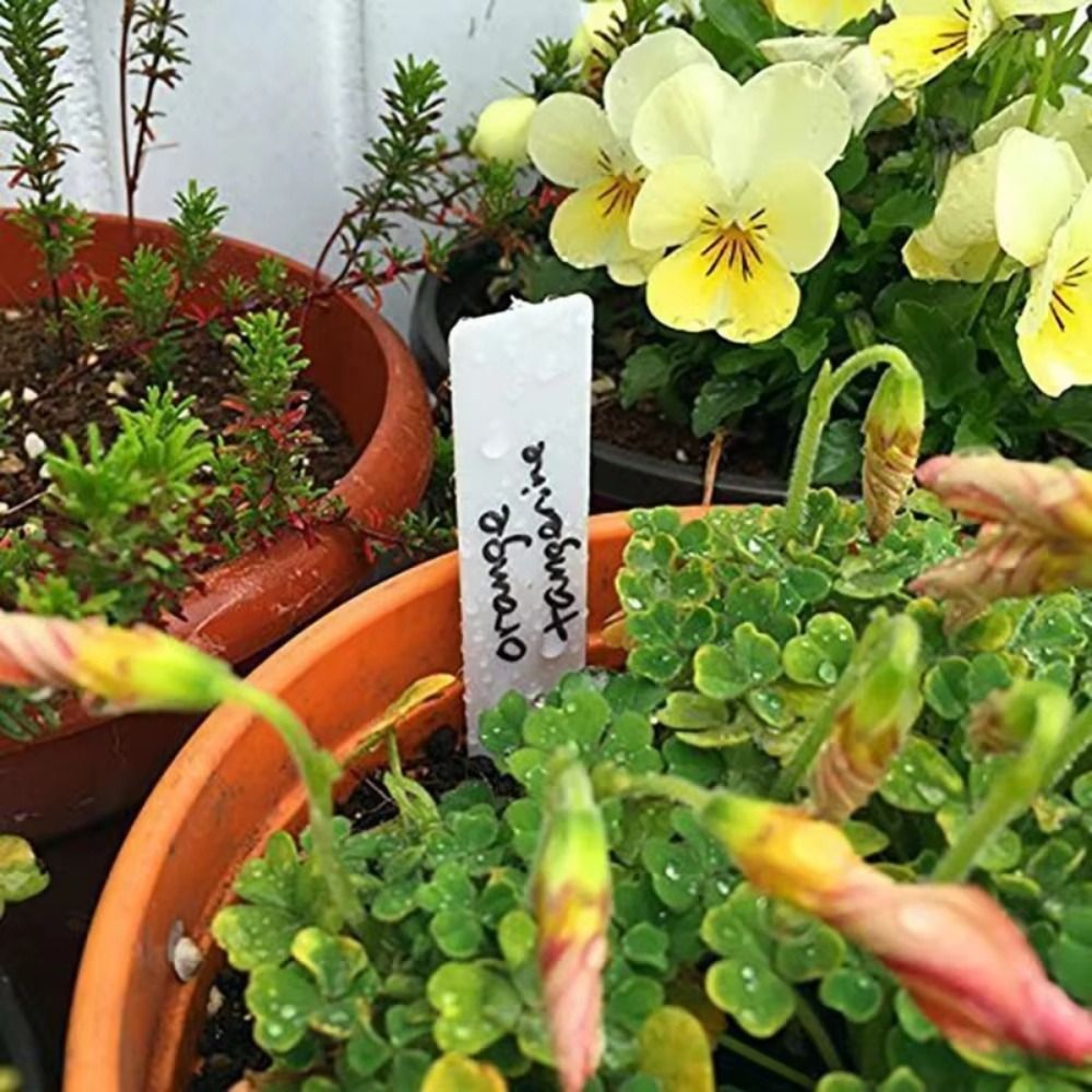 100Pcs Plastic Material Plant  - Gardening Tools Labeled ulasan dan harga