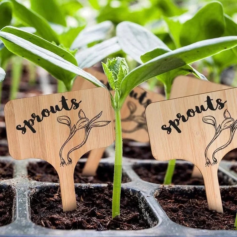10-60PCS T-Type Bamboo Plant L - Gardening Tools Labeled ulasan dan harga