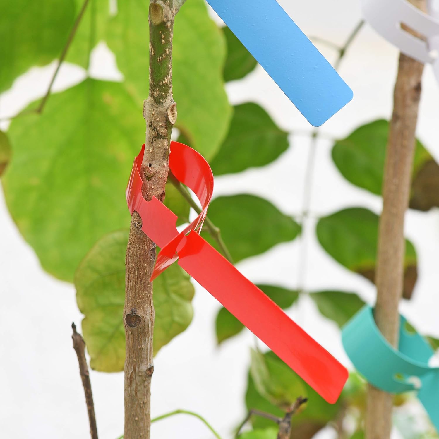100pcs Waterproof Plant Marker - Gardening Tools Labeled ulasan dan harga