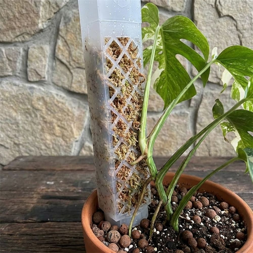 D-Shaped Self-Watering Plant D - Automatic Plant Waterer ulasan dan harga